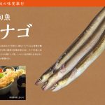 南三陸 秋の旬魚 アナゴ