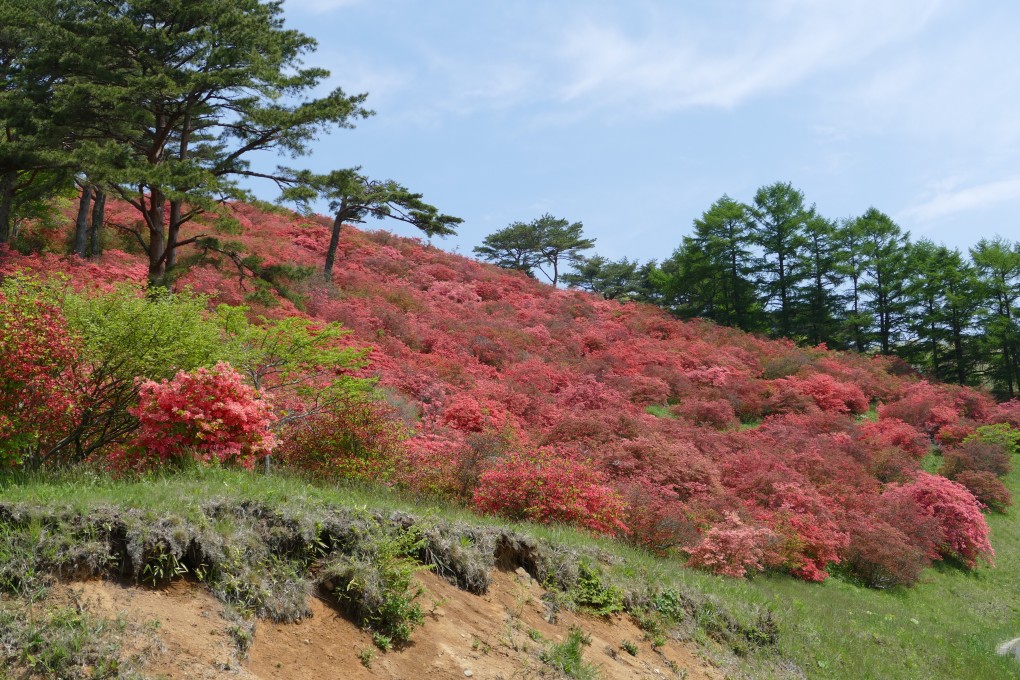 『田束山』つつじ開花状況！