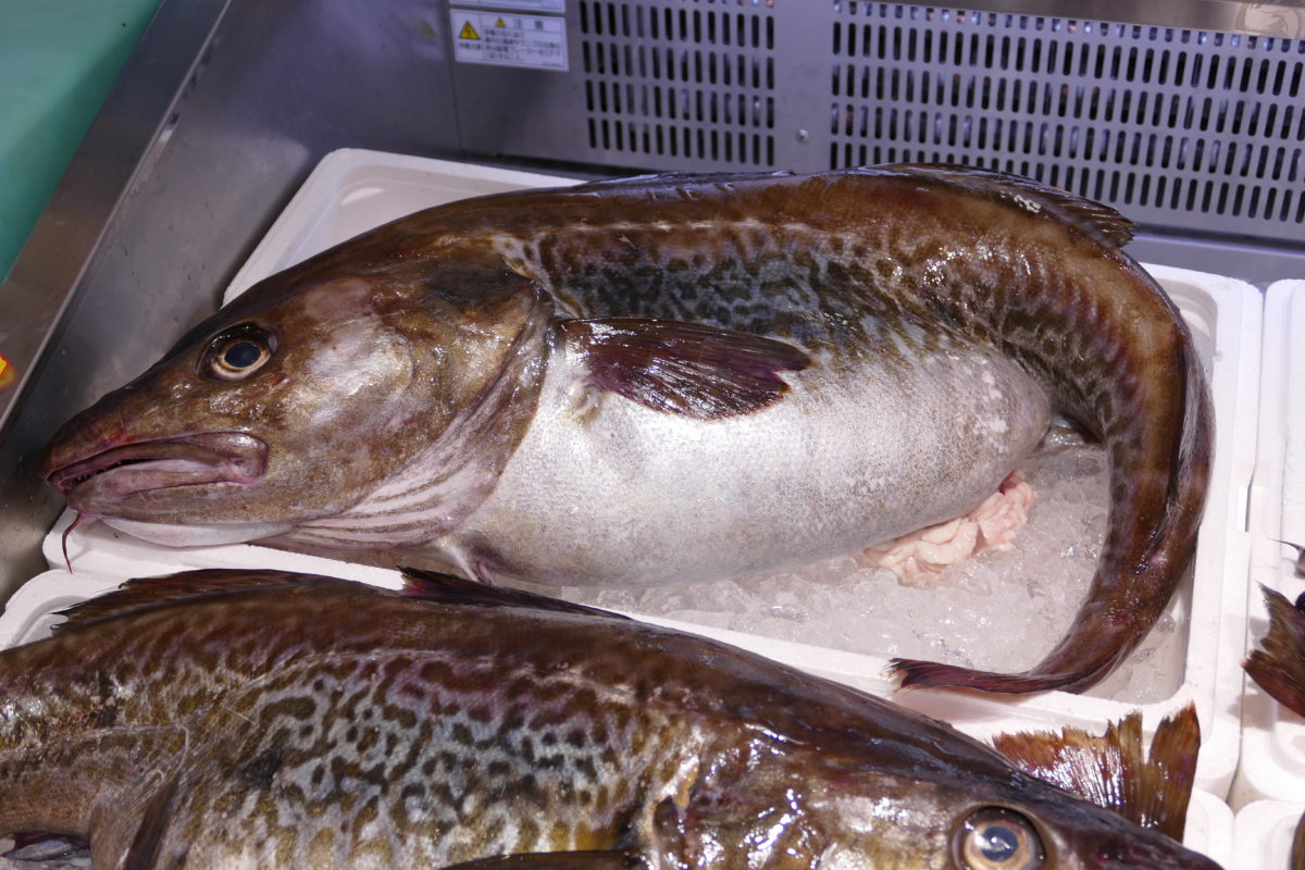 南三陸の冬の味覚！旬の魚「寒鱈」がオススメです！