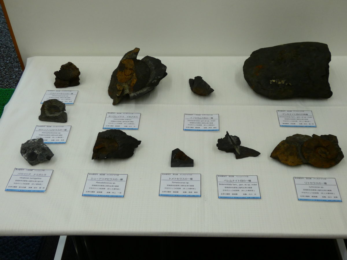 インフォメーションセンターにて『南三陸町産の貴重な化石』を展示中！
