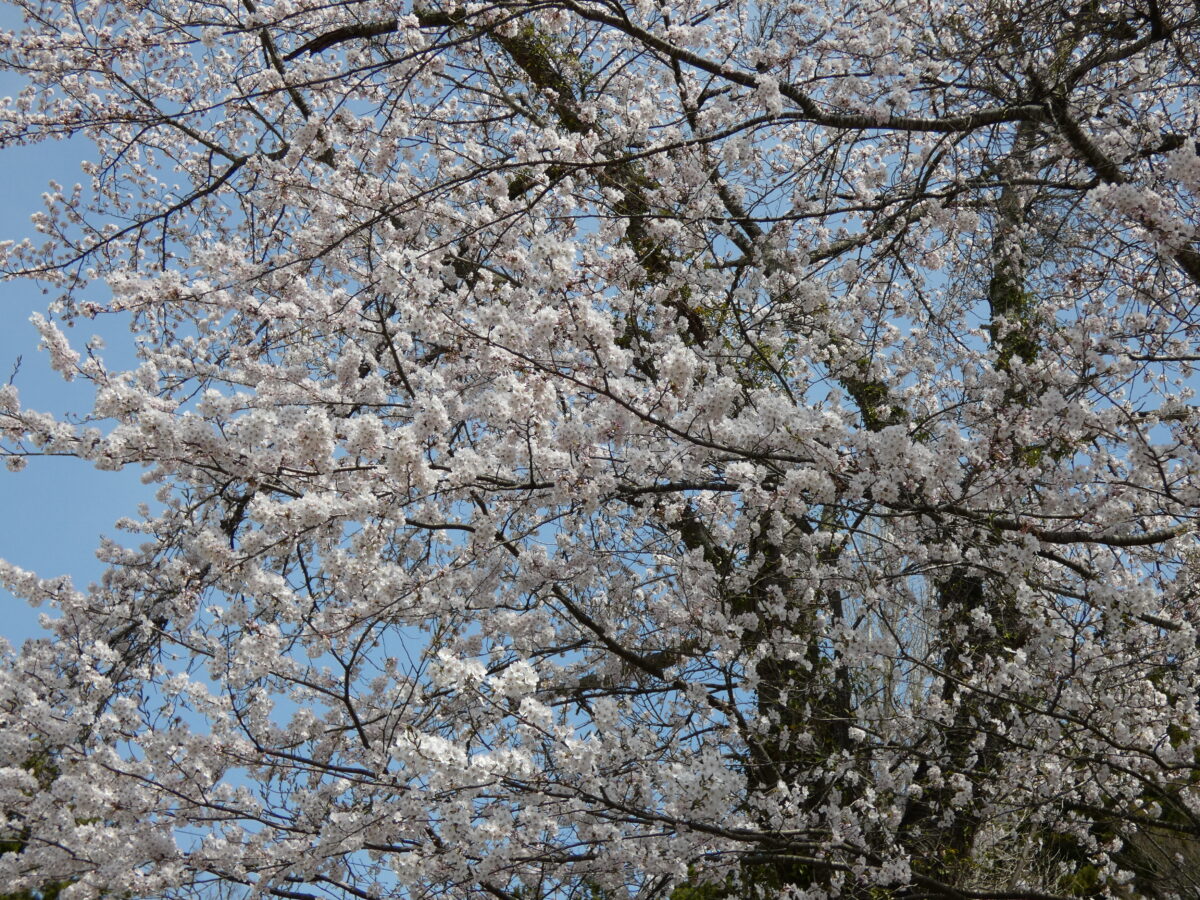 【※桜開花情報】さんさん商店街周辺の桜が見頃になってきました！