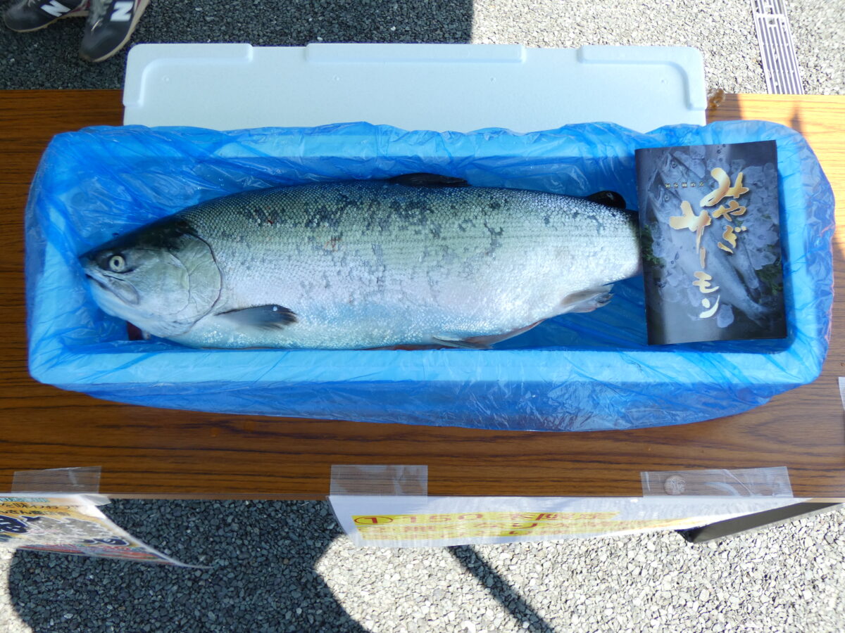 【さんさん商店街】銀鮭(みやぎサーモン)一本売りを開催いたしました！