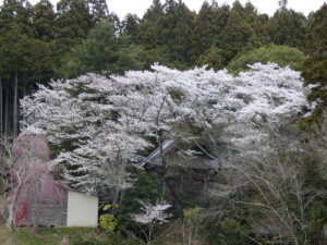 【※桜開花情報】さんさん商店街周辺の桜が見頃です！