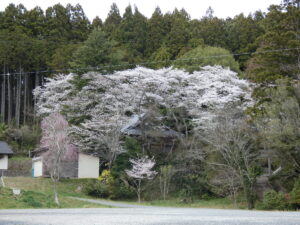 【※桜開花情報】さんさん商店街周辺の桜が見頃になってきました！