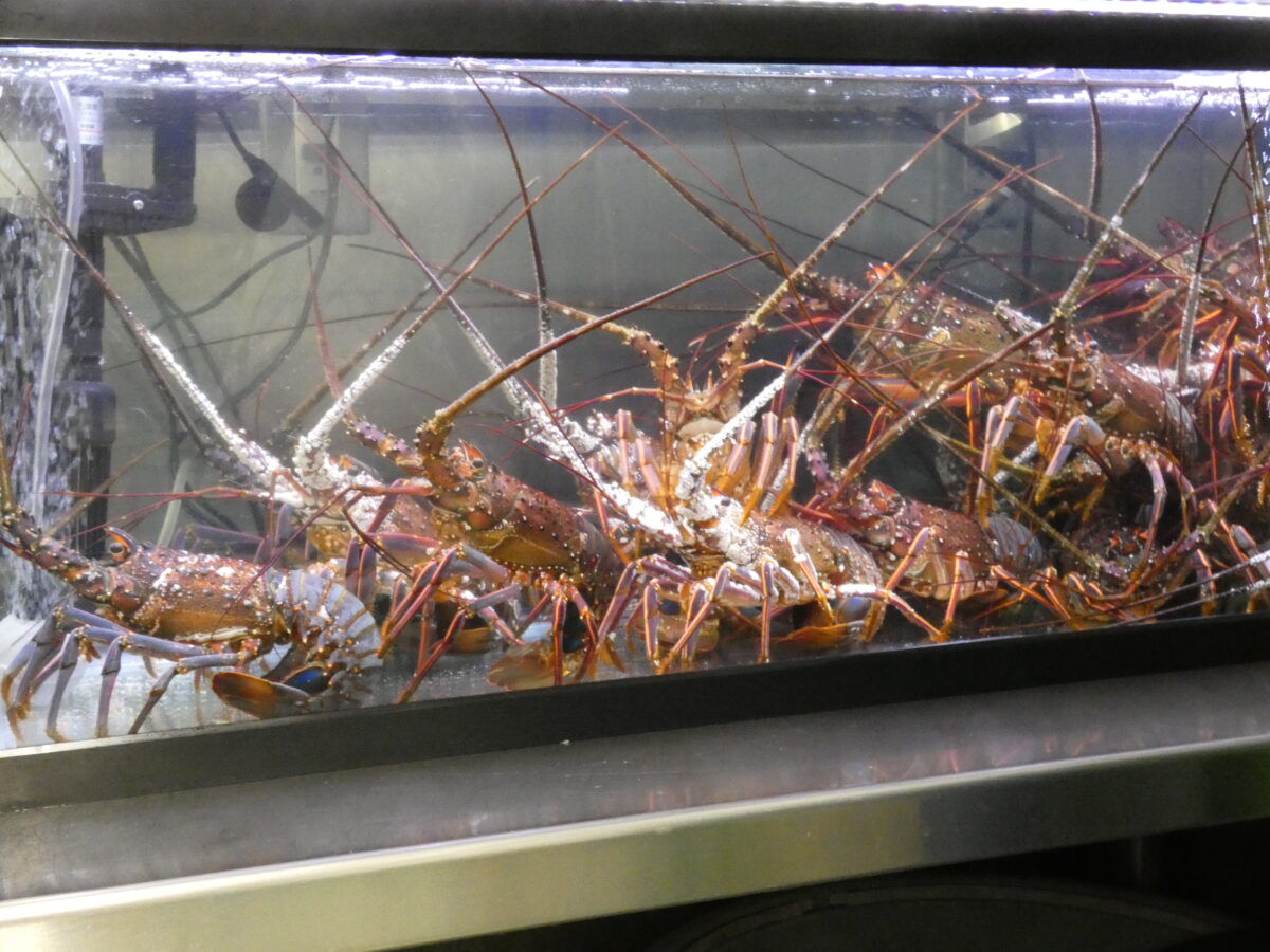 【海鮮マルセン】おすすめ!南三陸の秋の味覚『南三陸産 イセエビ』