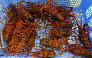 さんさん商店街【イセエビ】取り扱いの鮮魚店についてお知らせ！